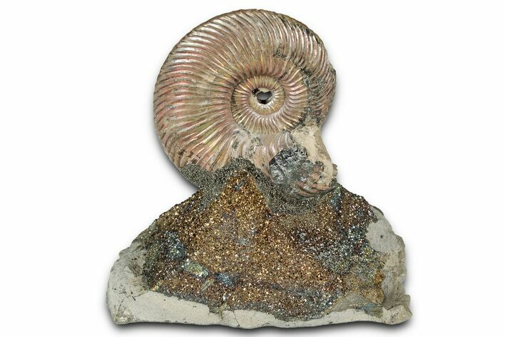 Iridescent, Pyritized Ammonite (Quenstedticeras) Fossil Display #344265